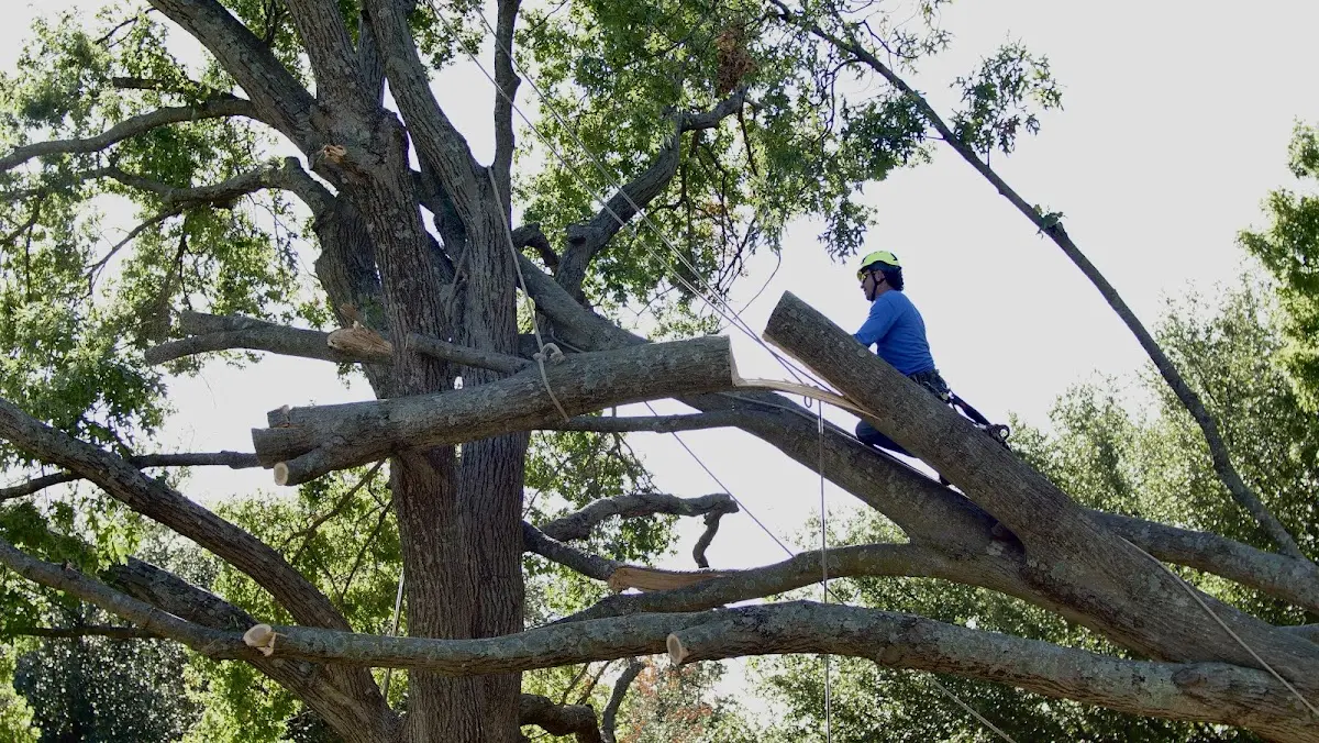 Professional Crown Thinning performed by certified arborists in Deering
