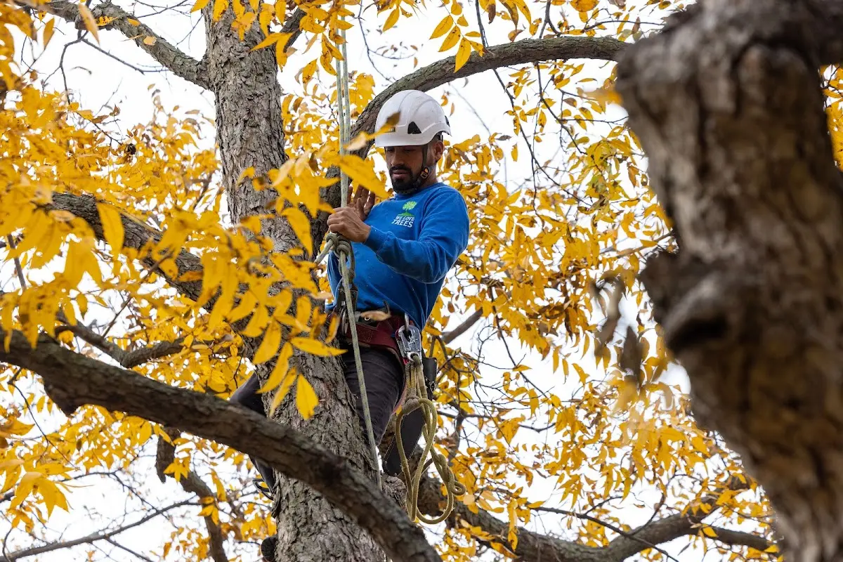 Skilled Tree Pruning crew working in Deering